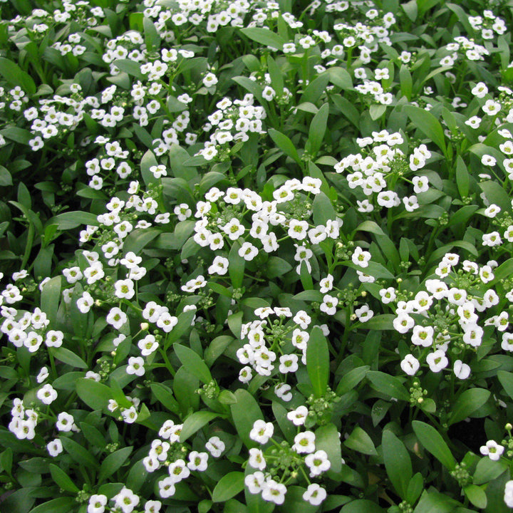 Lobularia maritimum 'Snow Crystals' ~ Snow Crystals Sweet Alyssum-ServeScape