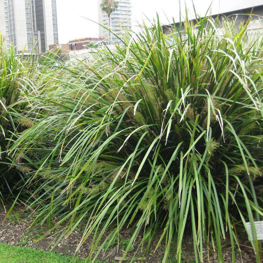 Lomandra longifolia 'Katrinus Deluxe' PP19,262 ~ Katrinus Deluxe Mat Rush-ServeScape