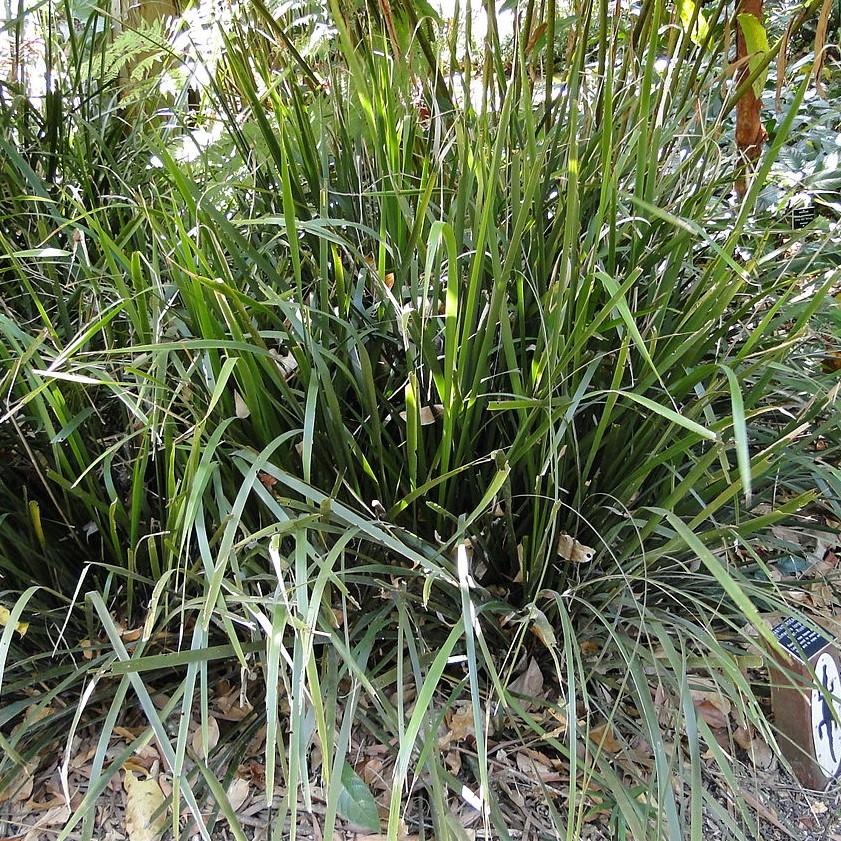 Lomandra longifolia 'Katrinus Deluxe' PP19,262 ~ Katrinus Deluxe Mat Rush-ServeScape