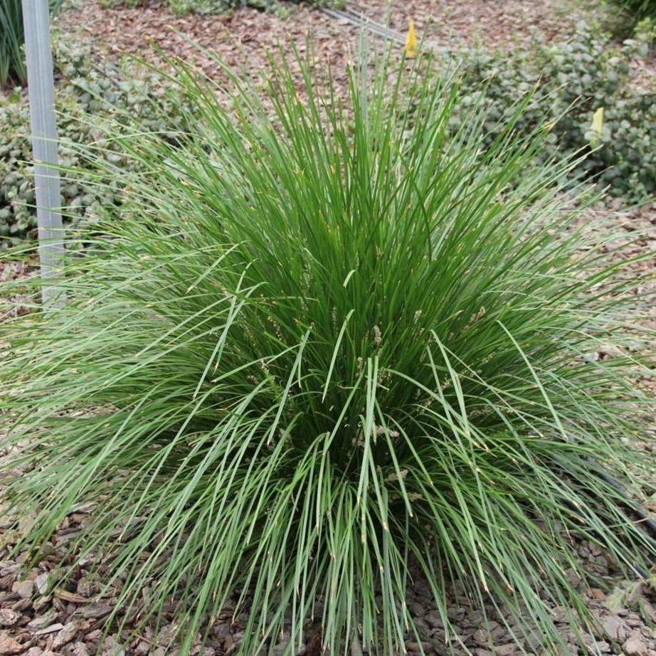 Lomandra longifolia 'Lomlon' ~ Lime Tough Matt Rush-ServeScape