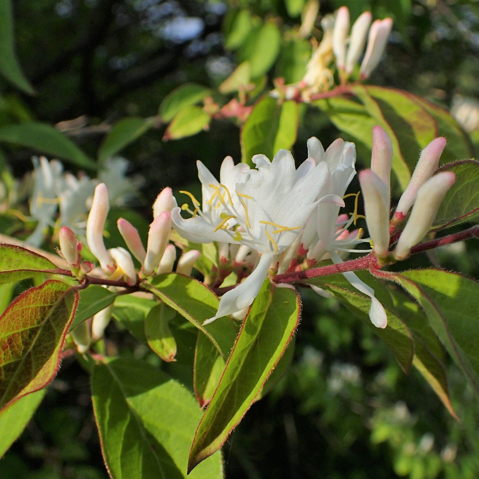 Lonicera fragrantissima ~ Fragrant Honeysuckle, Winter Honeysuckle-ServeScape