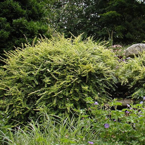 Lonicera nitida 'Baggesen's Gold' ~ Baggesen's Gold Honeysuckle-ServeScape