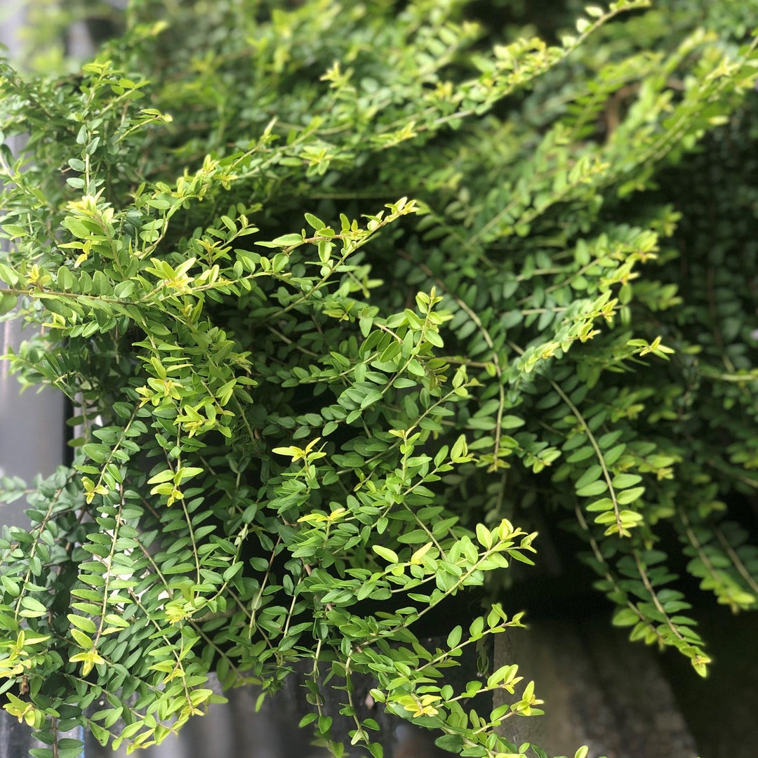 Lonicera nitida 'Baggesen's Gold' ~ Baggesen's Gold Honeysuckle-ServeScape
