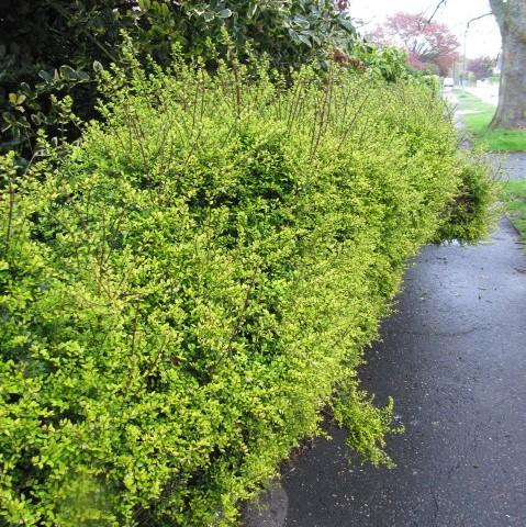 Lonicera nitida 'Baggesen's Gold' ~ Baggesen's Gold Honeysuckle-ServeScape