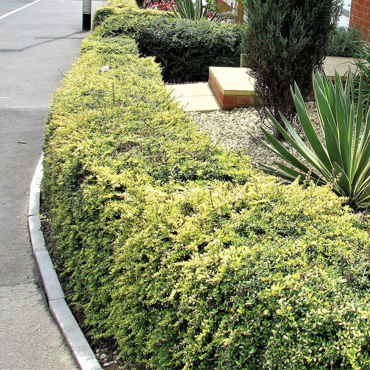 Lonicera nitida 'Baggesen's Gold' ~ Baggesen's Gold Honeysuckle-ServeScape