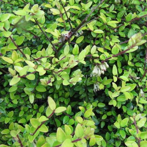 Lonicera nitida 'Baggesen's Gold' ~ Baggesen's Gold Honeysuckle-ServeScape