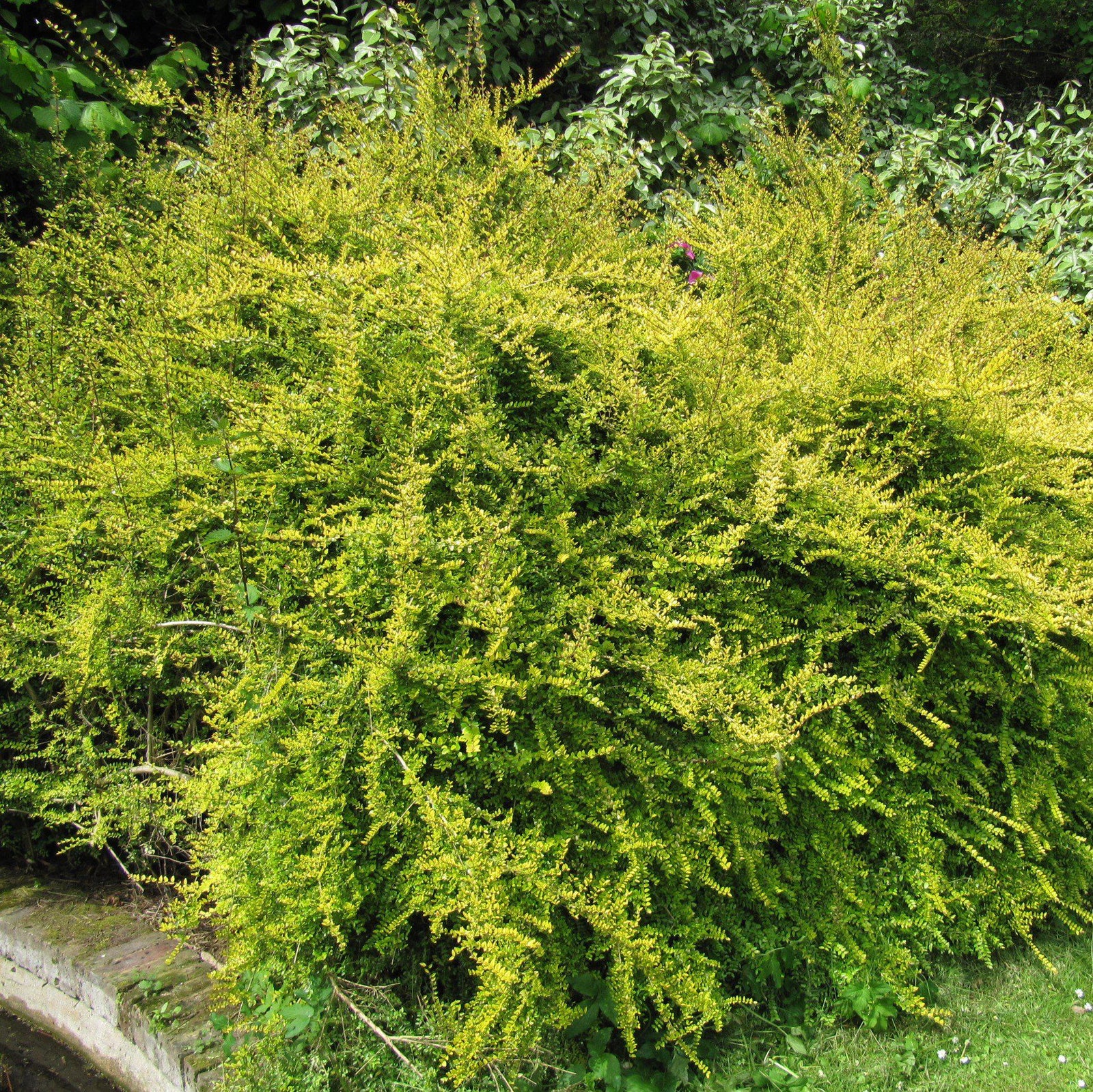 Lonicera nitida 'Baggesen's Gold' ~ Baggesen's Gold Honeysuckle-ServeScape