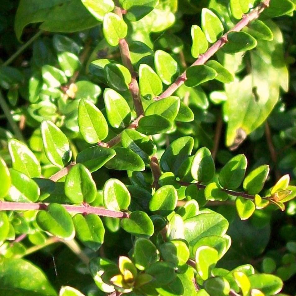Lonicera nitida 'Brilliame' ~ Ophelia™ Honeysuckle - Delivered By ServeScape
