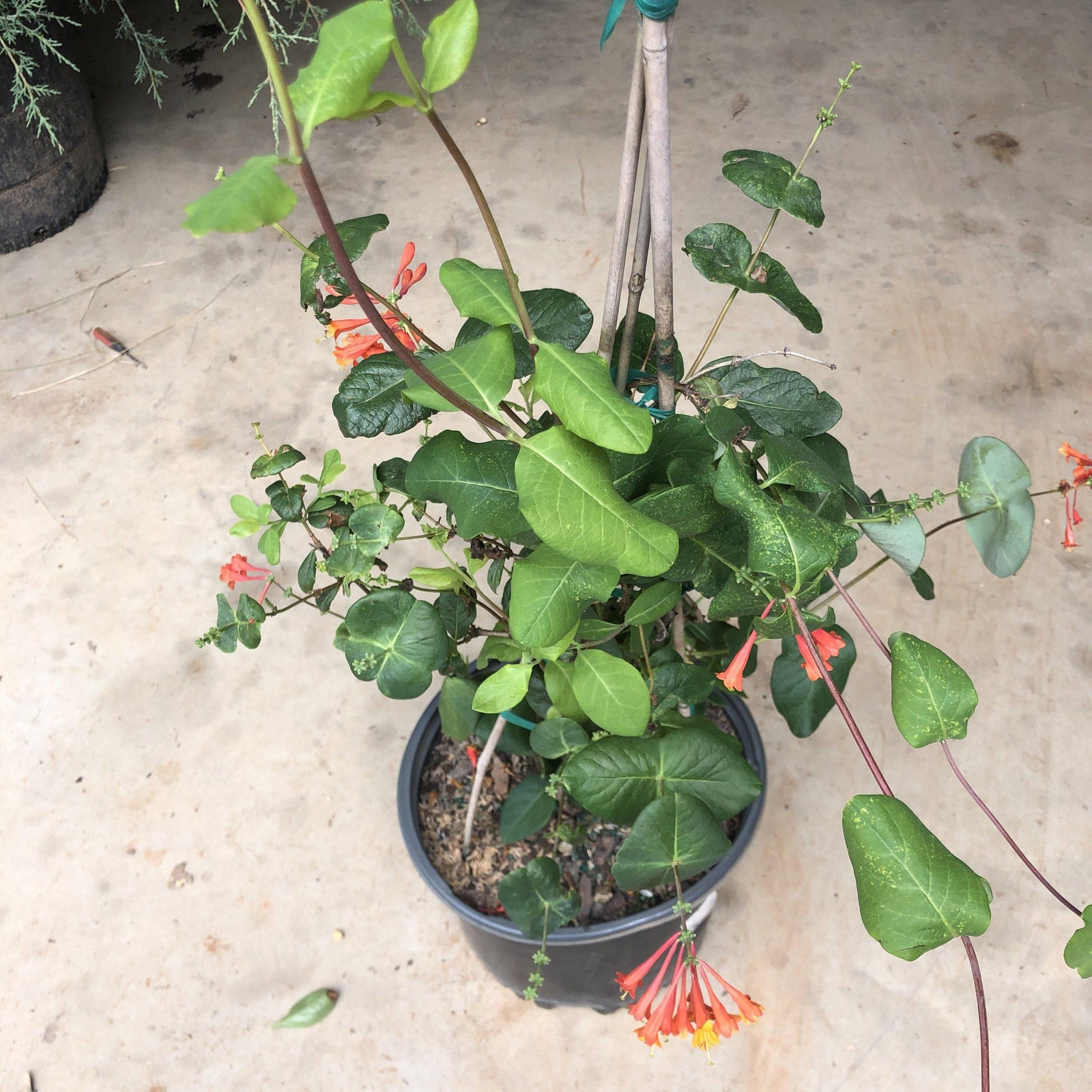 Lonicera periclymenum 'Inov 86' ~ Peaches and Cream Honeysuckle - Delivered By ServeScape