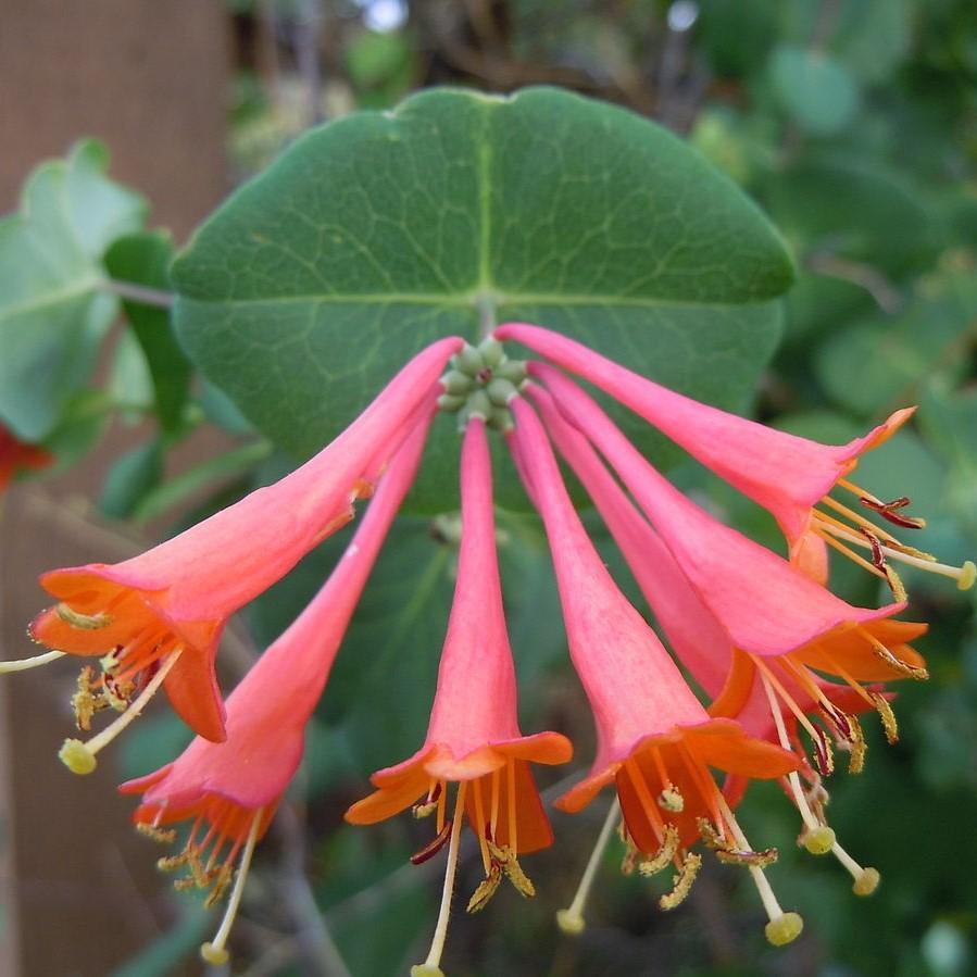 Lonicera x brownii 'Dropmore Scarlet' ~ Dropmore Scarlet Honeysuckle - Delivered By ServeScape