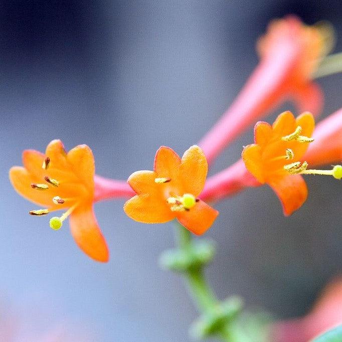 Lonicera sempervirens 'Dropmore Scarlet' ~ 'Dropmore Scarlet' Honeysuckle-ServeScape