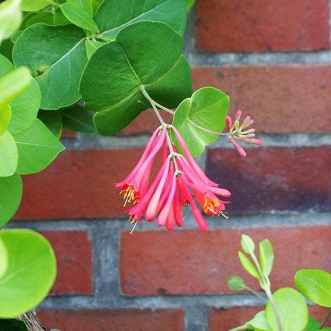 Lonicera x brownii 'Dropmore Scarlet' ~ Dropmore Scarlet Honeysuckle-ServeScape