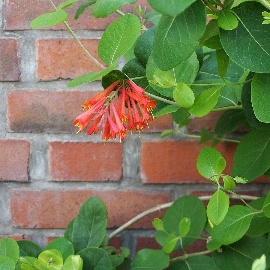 Lonicera sempervirens 'Dropmore Scarlet' ~ 'Dropmore Scarlet' Honeysuckle-ServeScape