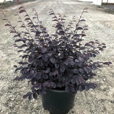 Loropetalum chinense f. rubrum ‘Carolina Midnight’ ~ Carolina Midnight Fringe Flower-ServeScape
