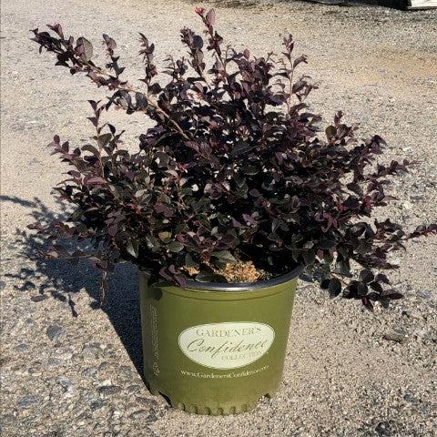 Loropetalum chinense 'Chang Nian Hong' ~ Ever Red® Fringe Flower-ServeScape