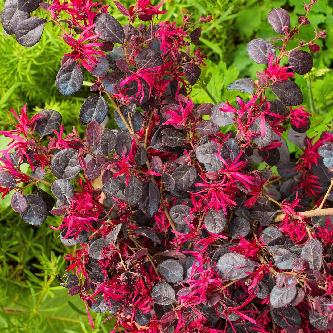 Loropetalum chinense 'Chang Nian Hong' ~ Ever Red® Fringe Flower-ServeScape