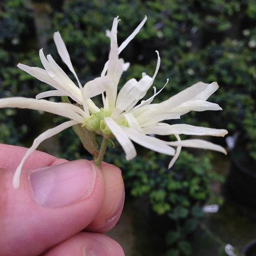 Loropetalum chinense 'Hakuou' ~ Jazz Hands® Dwarf White Fringe Flower-ServeScape