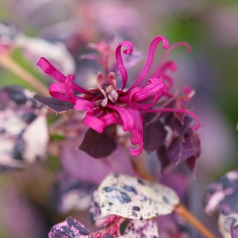 Loropetalum chinense 'Irodori'~ Jazz Hands Variegated® Fringe Flower-ServeScape