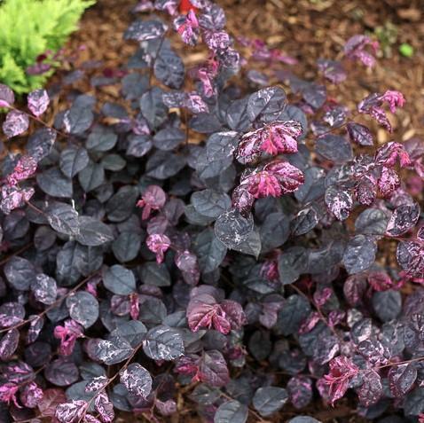 Loropetalum chinense 'Irodori'~ Jazz Hands Variegated® Fringe Flower-ServeScape