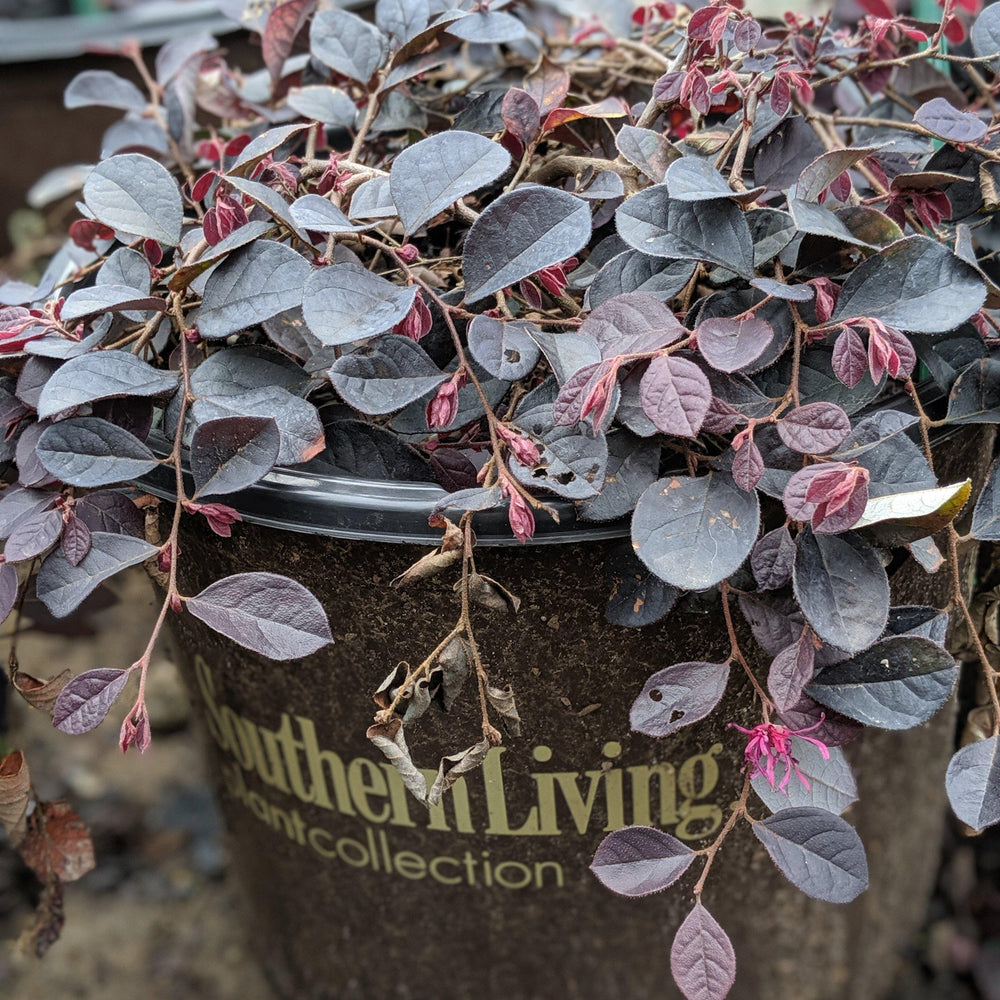 Loropetalum chinense 'Peack' PP8,441 ~ Purple Pixie® Fringe Flower - Delivered By ServeScape