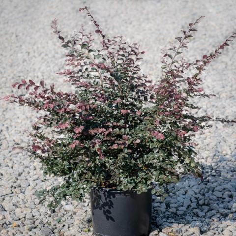 Loropetalum chinense 'Ruby' ~ Ruby Fringe Flower - Delivered By ServeScape