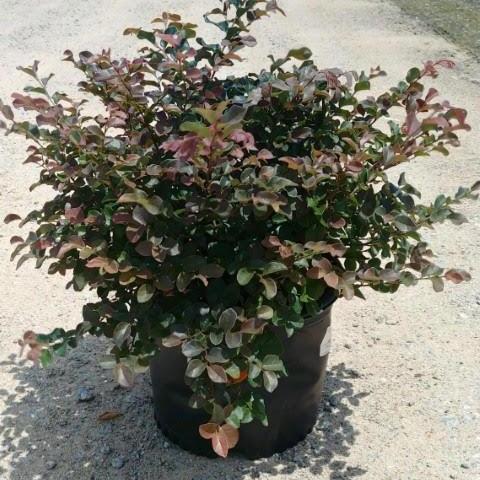 Loropetalum chinense 'Ruby' ~ Ruby Fringe Flower - Delivered By ServeScape