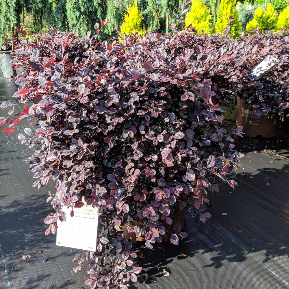 Loropetalum chinense 'Shang-hi' PP18,331 ~ Purple Diamond® Fringe Flower-ServeScape