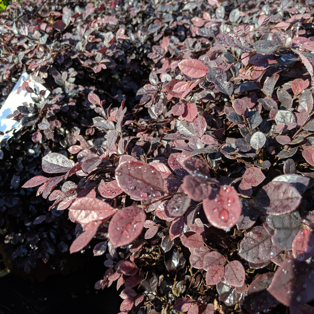 Loropetalum chinense 'Shang-hi' PP18,331 ~ Purple Diamond® Fringe Flower-ServeScape