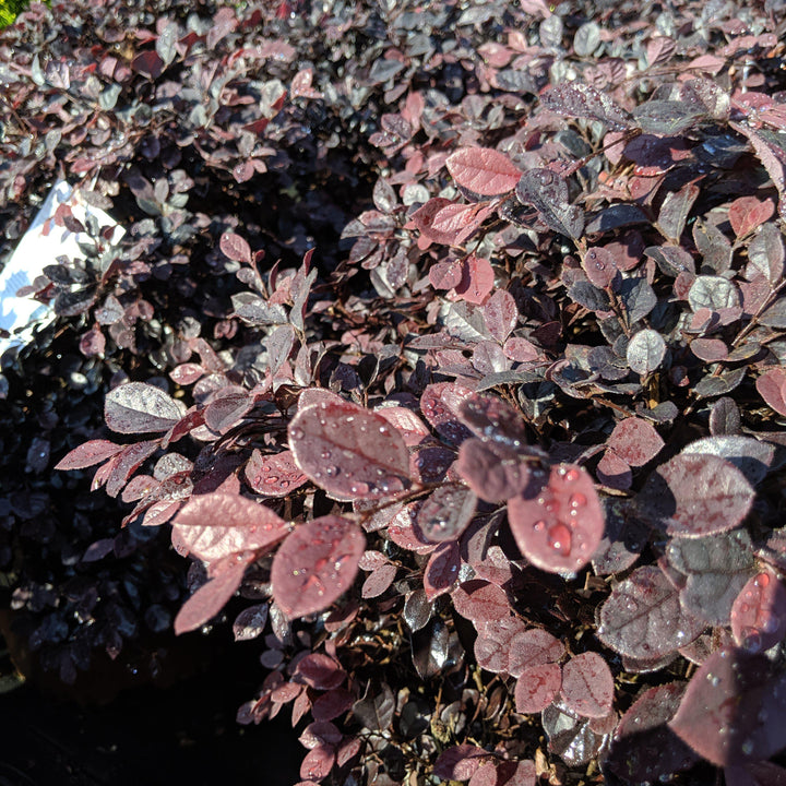 Loropetalum chinense 'Shang-hi' PP18,331 ~ Purple Diamond® Fringe Flower-ServeScape