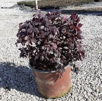 Loropetalum chinense 'Shang-hi' PP18,331 ~ Purple Diamond® Fringe Flower-ServeScape