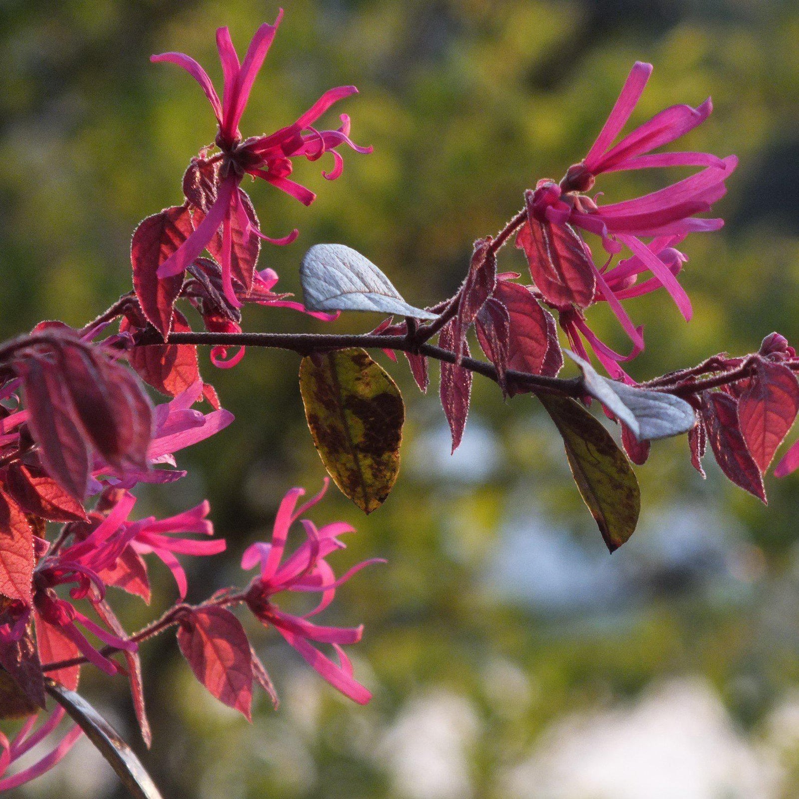 Loropetalum chinense 'Shang-hi' PP18,331 ~ Purple Diamond® Fringe Flower - Delivered By ServeScape