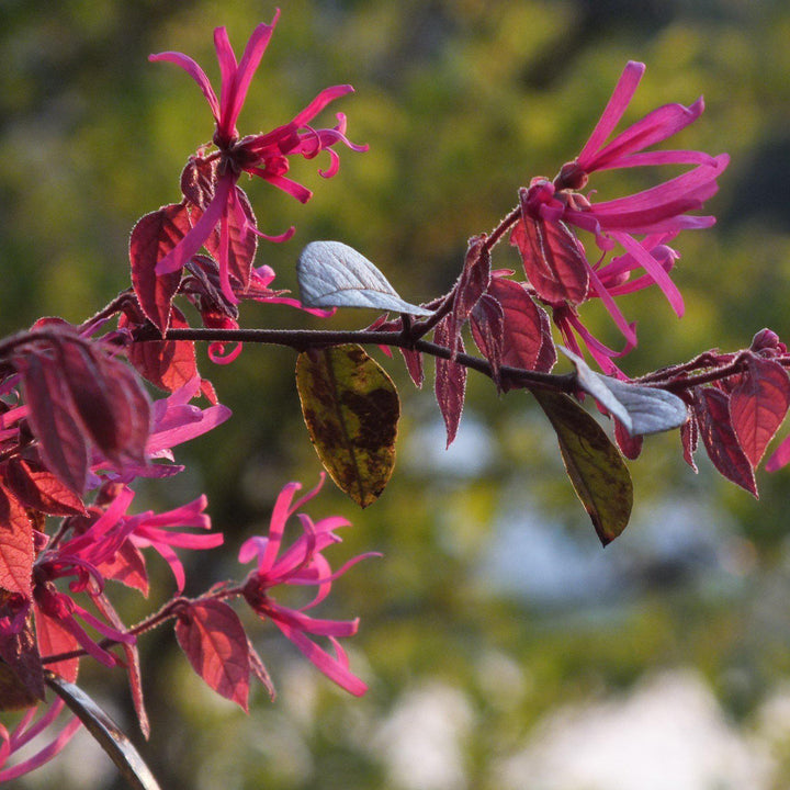 Loropetalum chinense 'Shang-hi' PP18,331 ~ Purple Diamond® Fringe Flower - Delivered By ServeScape