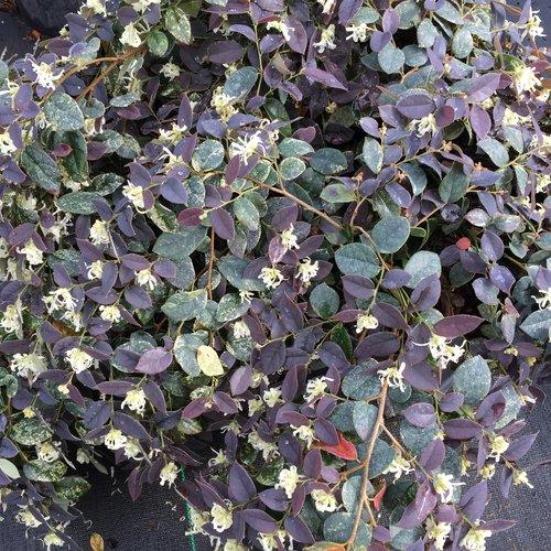 Loropetalum chinense 'Suzuki' ~ Jazz Hands Night Moves® Fringe Flower-ServeScape
