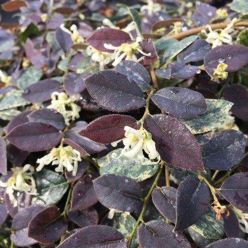 Loropetalum chinense 'Suzuki' ~ Jazz Hands Night Moves® Fringe Flower-ServeScape