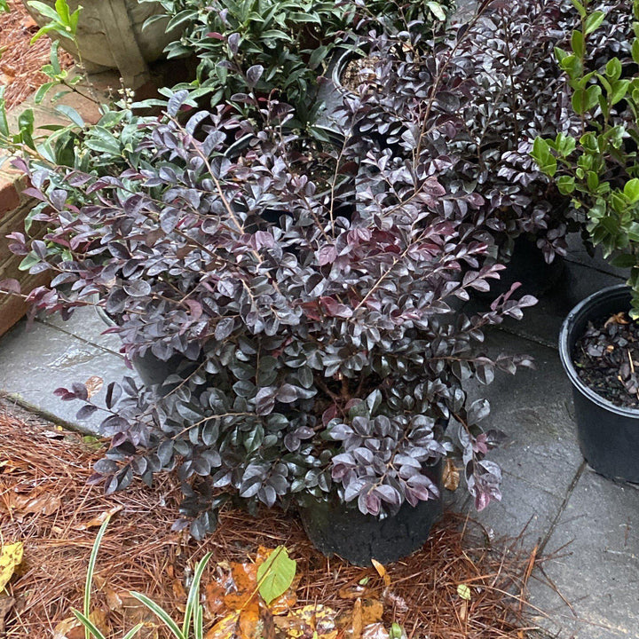 Loropetalum chinense f. rubrum ‘Carolina Midnight’ ~ Carolina Midnight Fringe Flower-ServeScape