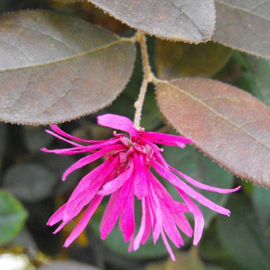 Loropetalum chinense 'sPg-3-017' ~ Garnet Fire Fringe Flower, Loropetalum - Delivered By ServeScape