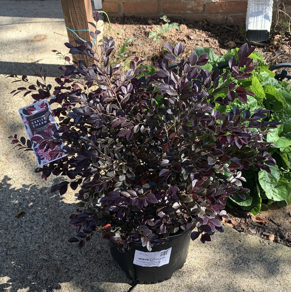 Loropetalum chinensevar. rubrum 'Cerise Charm' ~ Cerise Charm Fringe Flower-ServeScape