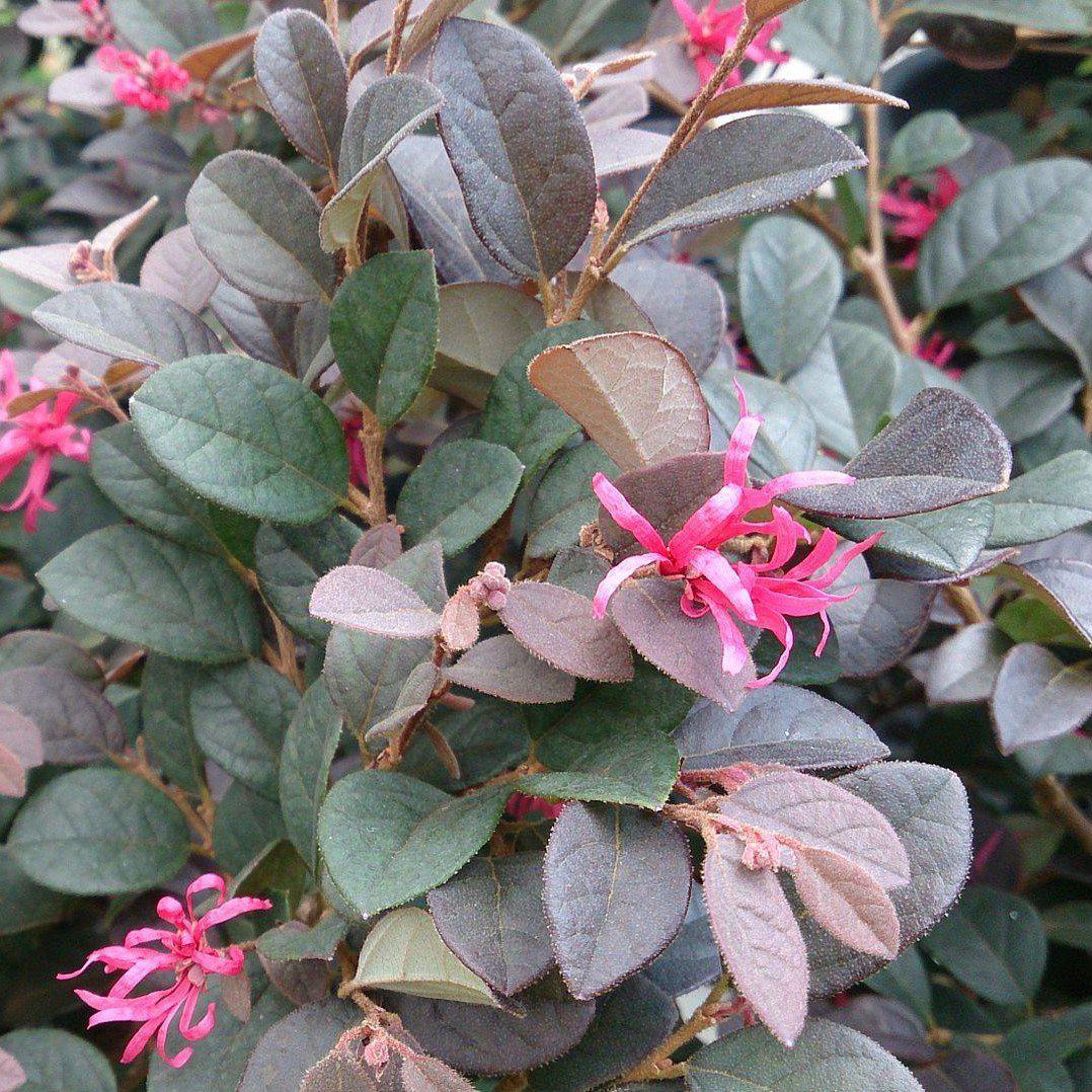 Loropetalum chinensevar. rubrum 'Cerise Charm' ~ Cerise Charm Fringe Flower - Delivered By ServeScape