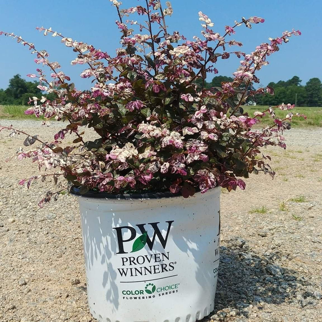 Loropetalum chinensis  'Kurenai Daiou' PP 27748 ~ Jazz Hands Bold® Fringe Flower - Delivered By ServeScape
