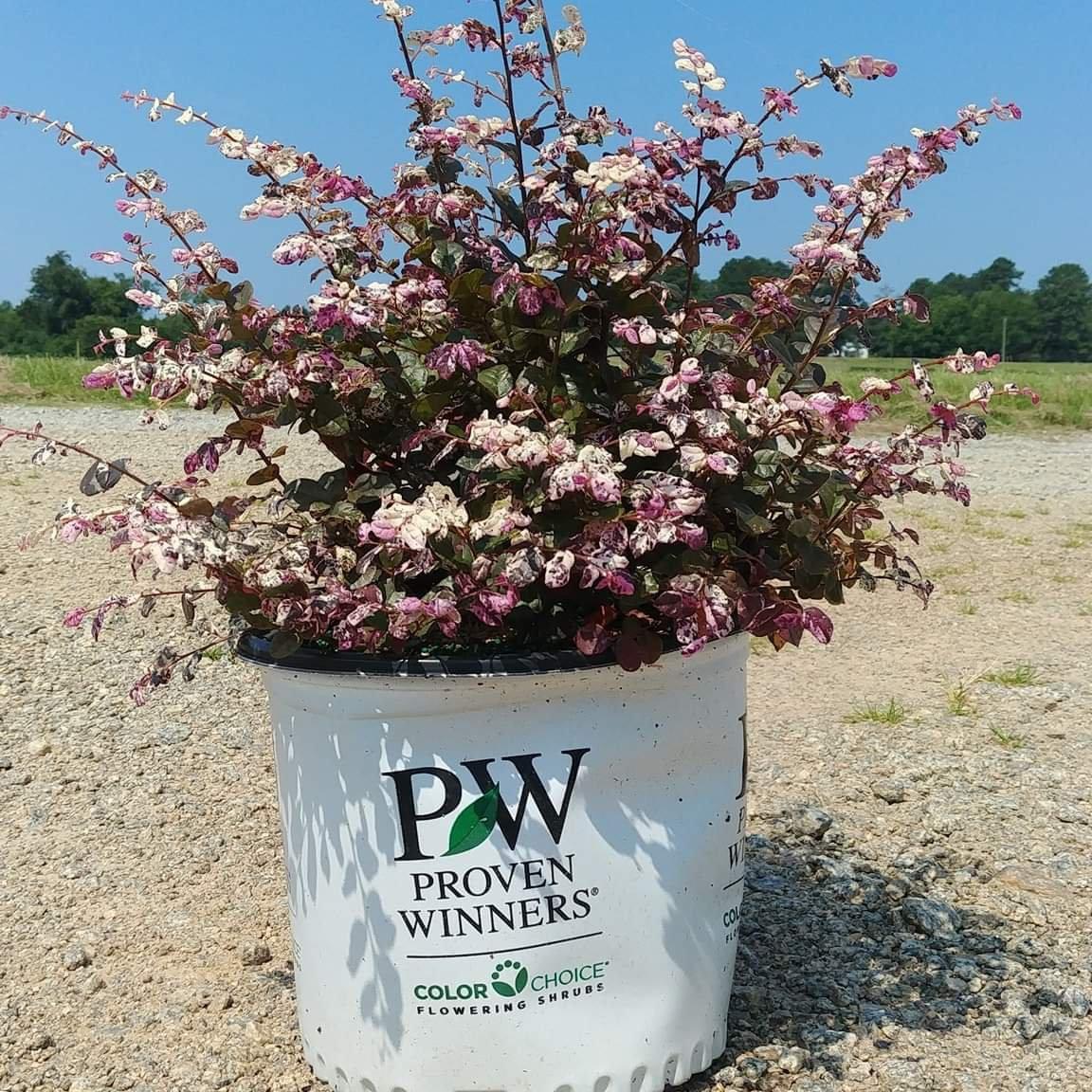 Loropetalum chinensis 'Kurenai Daiou' PP 27748 ~ Jazz Hands Bold® Fringe Flower - Delivered By ServeScape