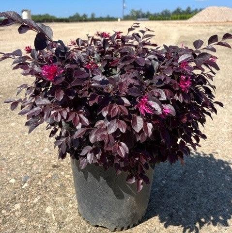 Loropetalum chinensevar. rubrum 'Cerise Charm' ~ Cerise Charm Fringe Flower-ServeScape