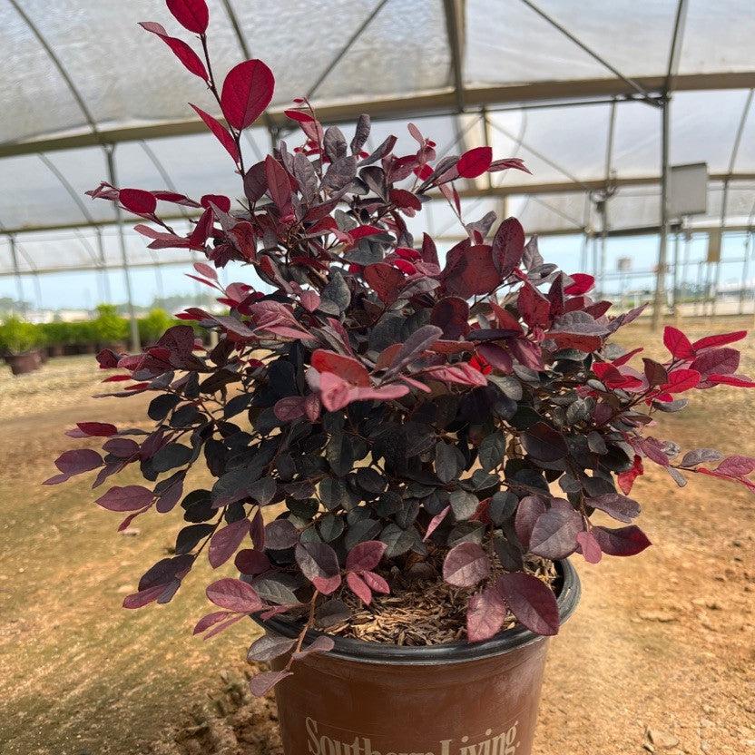 Loropetalum chinense 'Shang-hi' PP18,331 ~ Purple Diamond® Fringe Flower-ServeScape