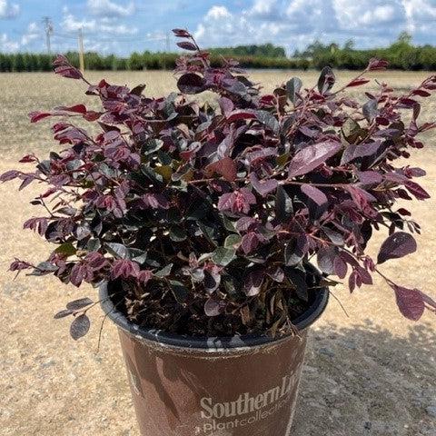 Loropetalum chinense 'Shang-hi' PP18,331 ~ Purple Diamond® Fringe Flower-ServeScape