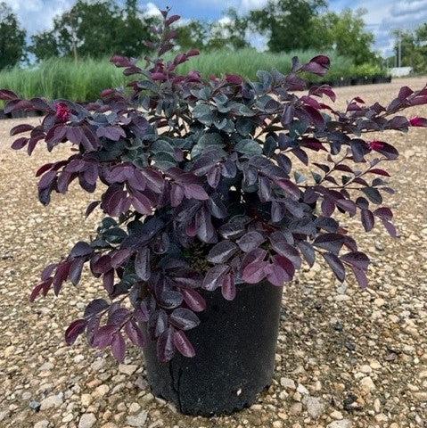 Loropetalum chinense 'NCI 002' ~ Carolina Moonlight™ Fringe Flower-ServeScape
