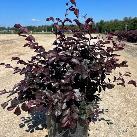 Loropetalum chinense 'NCI 002' ~ Carolina Moonlight™ Fringe Flower-ServeScape