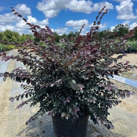 Loropetalum chinense 'NCI 002' ~ Carolina Moonlight™ Fringe Flower-ServeScape