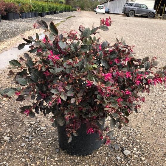 Loropetalum chinense 'Ruby' ~ Ruby Fringe Flower-ServeScape