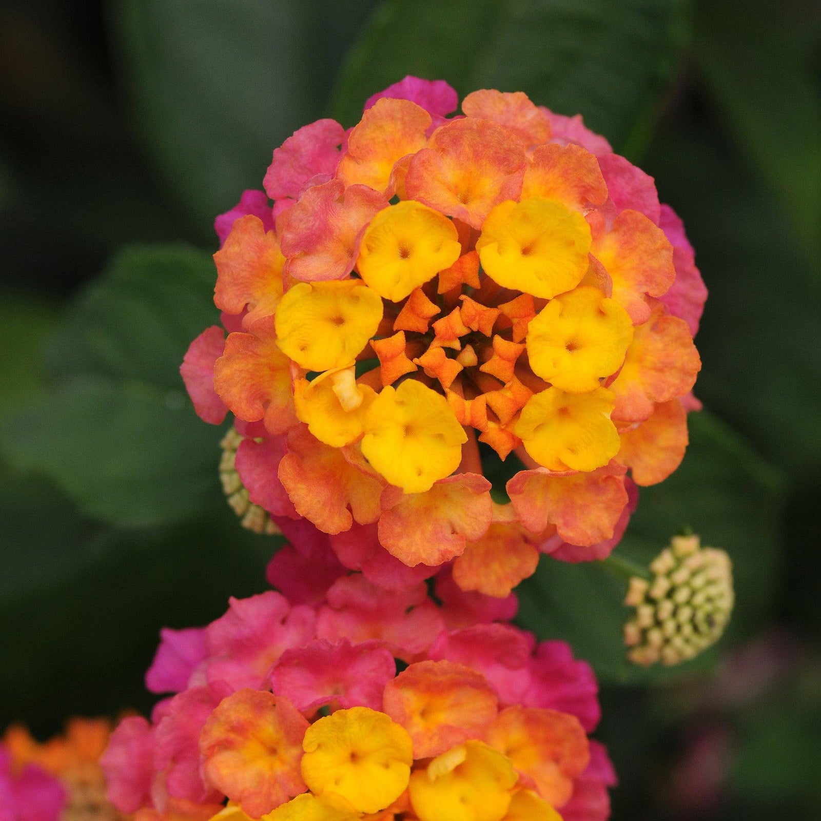 Lantana camara 'Balandrise' ~ Lucky™ Sunrise Rose Lantana-ServeScape