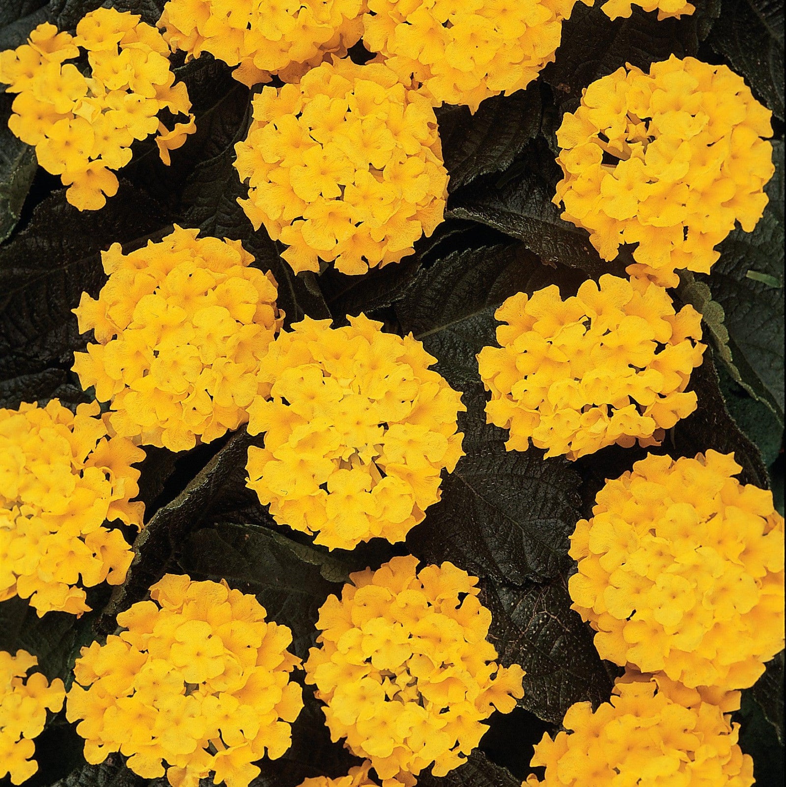 Lantana camara 'Balucimyel' ~ Lucky™ Yellow Lantana-ServeScape