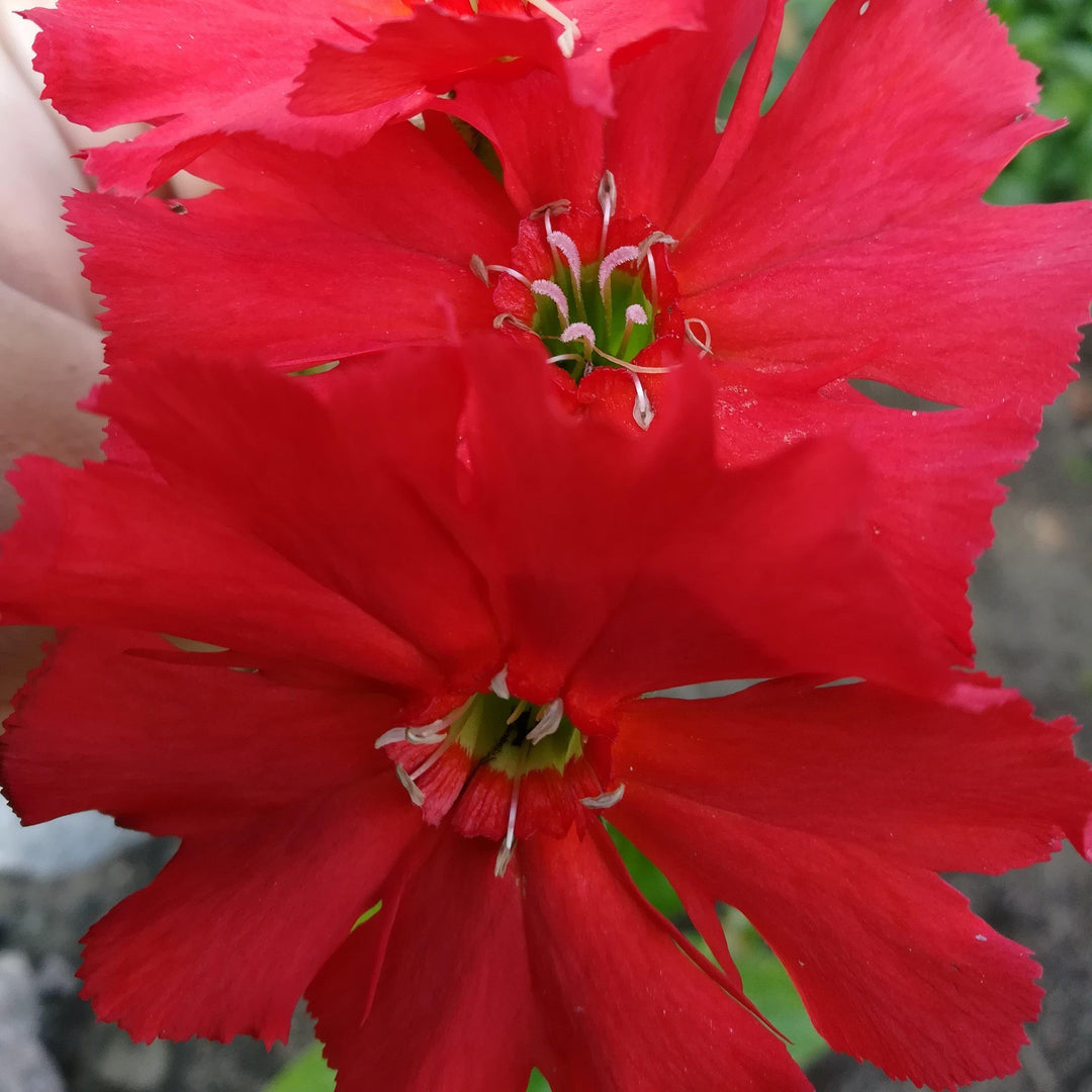 Lychnis 'Lipstick' ~ Lipstick Maltese Cross-ServeScape